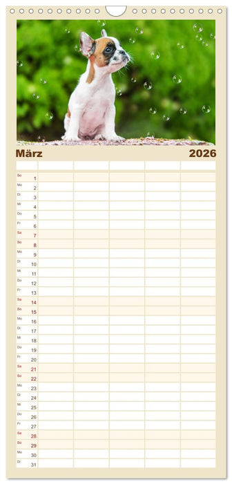 Kleine Helden - Französische Bulldoggen (CALVENDO Familienplaner 2026)