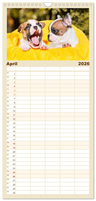 Kleine Helden - Französische Bulldoggen (CALVENDO Familienplaner 2026)