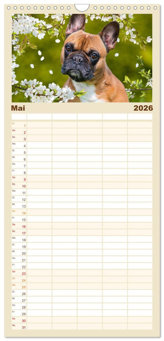 Kleine Helden - Französische Bulldoggen (CALVENDO Familienplaner 2026)