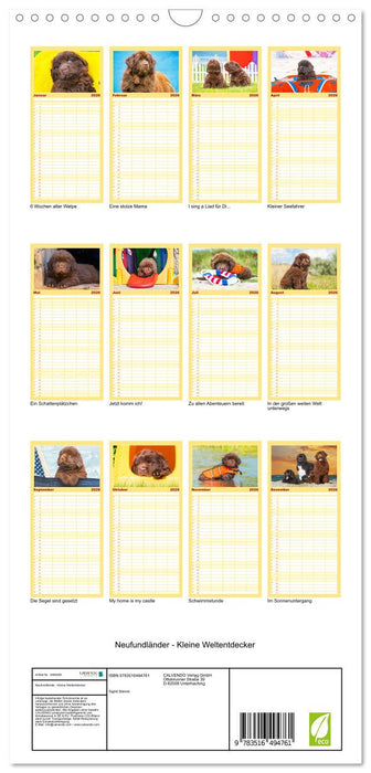 Neufundländer - Kleine Weltentdecker (CALVENDO Familienplaner 2026)