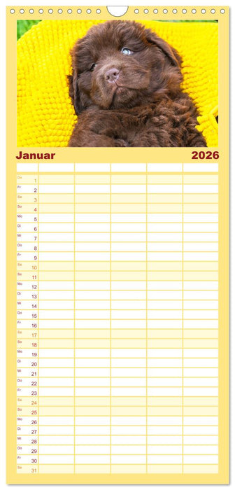 Neufundländer - Kleine Weltentdecker (CALVENDO Familienplaner 2026)