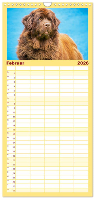 Neufundländer - Kleine Weltentdecker (CALVENDO Familienplaner 2026)