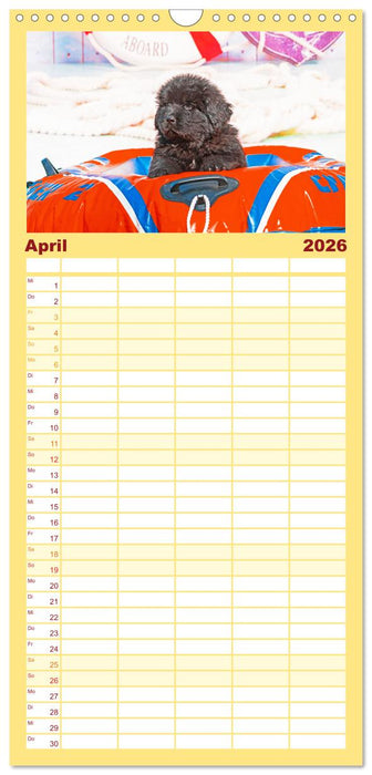 Neufundländer - Kleine Weltentdecker (CALVENDO Familienplaner 2026)