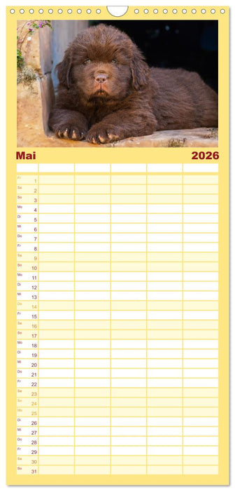 Neufundländer - Kleine Weltentdecker (CALVENDO Familienplaner 2026)