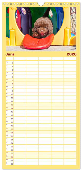 Neufundländer - Kleine Weltentdecker (CALVENDO Familienplaner 2026)