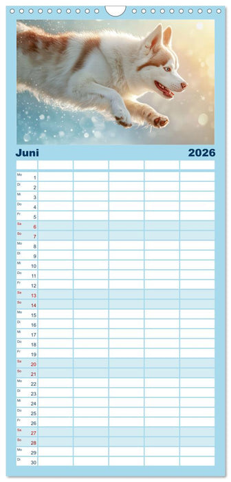 Huskies - Kraft und Anmut (CALVENDO Familienplaner 2026)