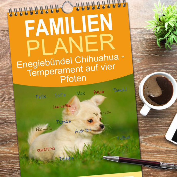 Enegiebündel Chihuahua - Temperament auf vier Pfoten (CALVENDO Familienplaner 2026)
