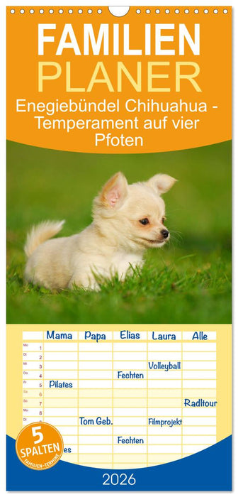 Enegiebündel Chihuahua - Temperament auf vier Pfoten (CALVENDO Familienplaner 2026)