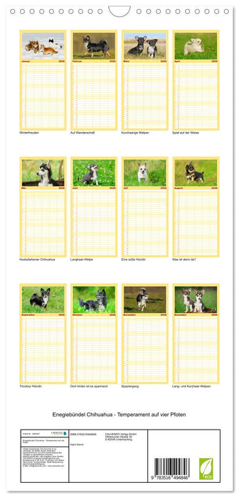 Enegiebündel Chihuahua - Temperament auf vier Pfoten (CALVENDO Familienplaner 2026)