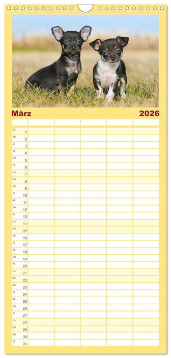 Enegiebündel Chihuahua - Temperament auf vier Pfoten (CALVENDO Familienplaner 2026)