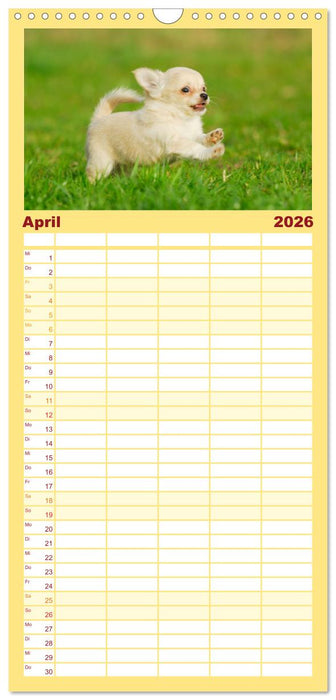 Enegiebündel Chihuahua - Temperament auf vier Pfoten (CALVENDO Familienplaner 2026)