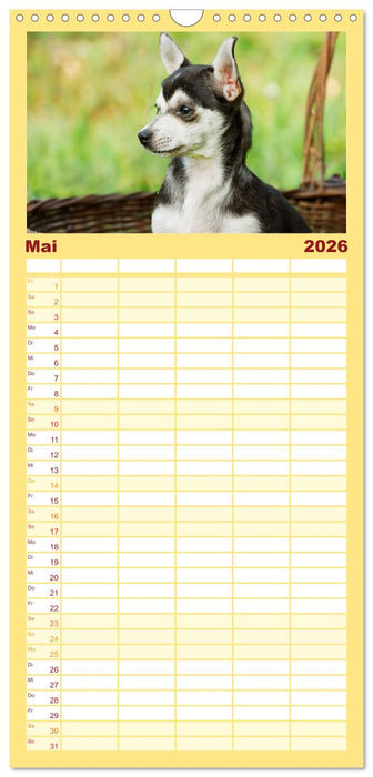 Enegiebündel Chihuahua - Temperament auf vier Pfoten (CALVENDO Familienplaner 2026)