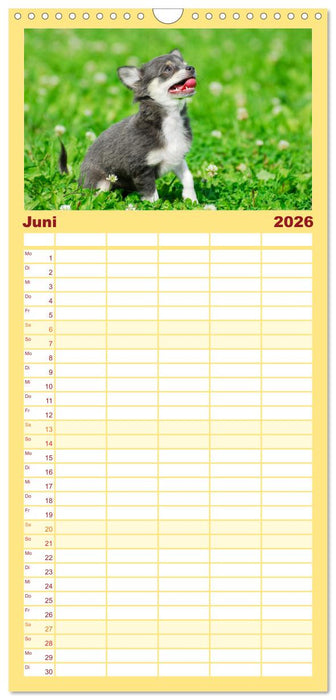 Enegiebündel Chihuahua - Temperament auf vier Pfoten (CALVENDO Familienplaner 2026)