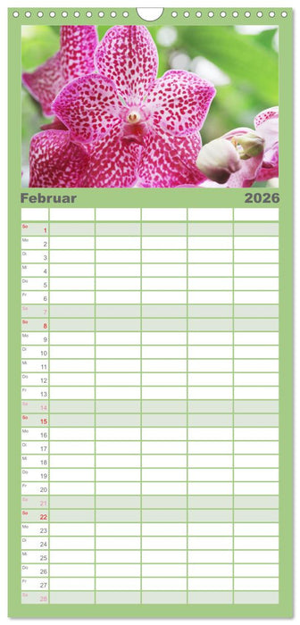 Prächtige Orchideen (CALVENDO Familienplaner 2026)