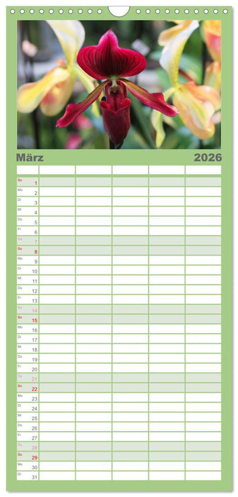 Prächtige Orchideen (CALVENDO Familienplaner 2026)