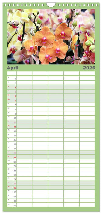 Prächtige Orchideen (CALVENDO Familienplaner 2026)