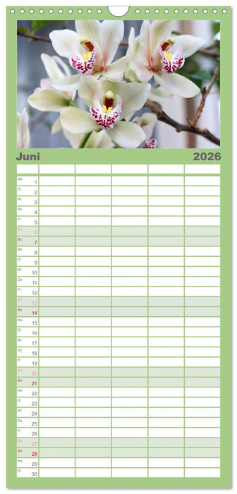Prächtige Orchideen (CALVENDO Familienplaner 2026)