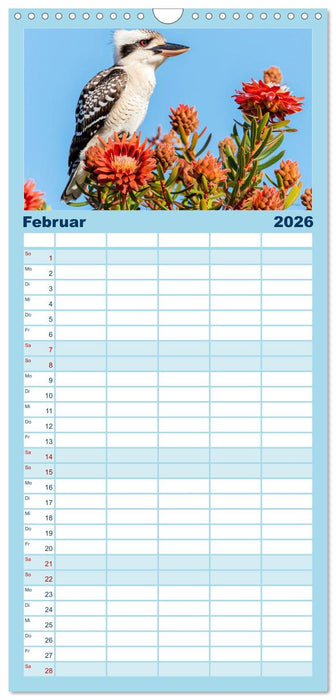 Der Kookaburra - Im australischen Busch mit dem lachenden Hans (CALVENDO Familienplaner 2026)