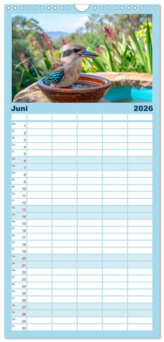 Der Kookaburra - Im australischen Busch mit dem lachenden Hans (CALVENDO Familienplaner 2026)