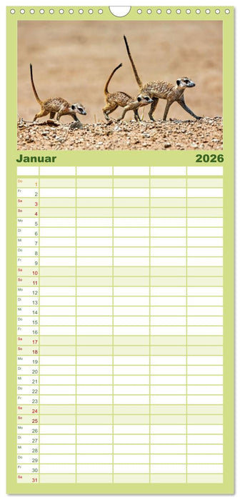Afrikas Tierwelt - Erdmännchen (CALVENDO Familienplaner 2026)