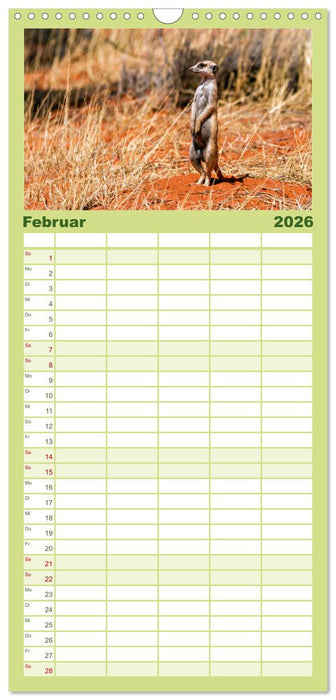 Afrikas Tierwelt - Erdmännchen (CALVENDO Familienplaner 2026)