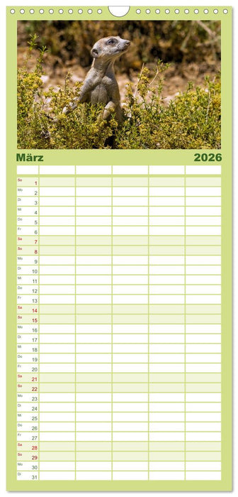 Afrikas Tierwelt - Erdmännchen (CALVENDO Familienplaner 2026)