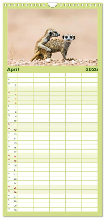 Afrikas Tierwelt - Erdmännchen (CALVENDO Familienplaner 2026)