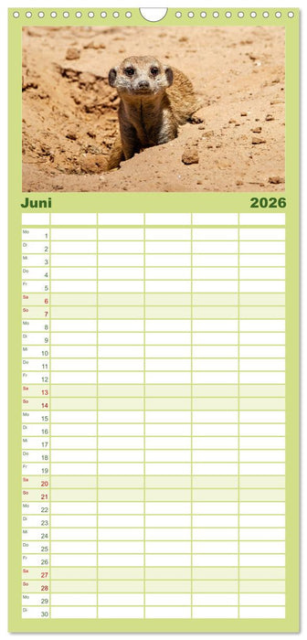 Afrikas Tierwelt - Erdmännchen (CALVENDO Familienplaner 2026)