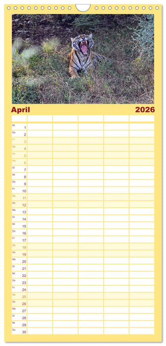 Tiger von Ranthambore (CALVENDO Familienplaner 2026)