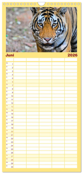 Tiger von Ranthambore (CALVENDO Familienplaner 2026)