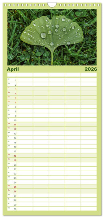 Mit Ginkgo biloba durch das Jahr (CALVENDO Familienplaner 2026)