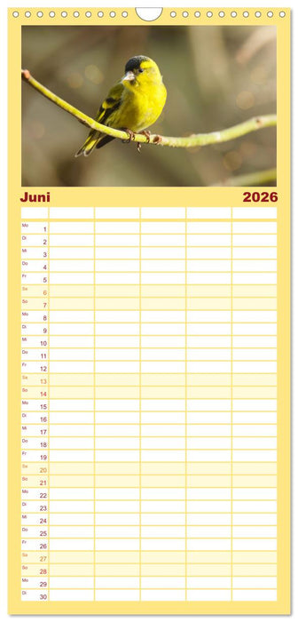 Erlenzeisige (CALVENDO Familienplaner 2026)