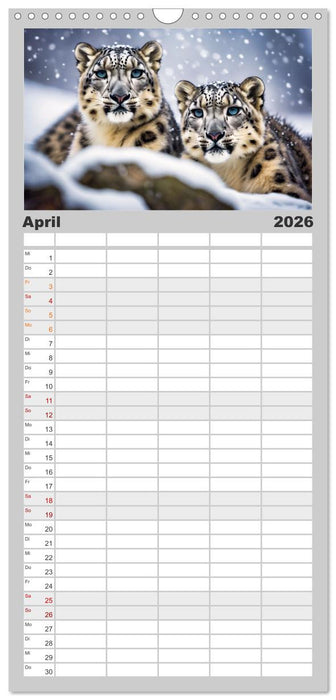 Schneeleoparden - Meister der Tarnung (CALVENDO Familienplaner 2026)