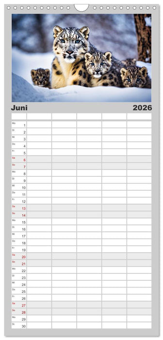 Schneeleoparden - Meister der Tarnung (CALVENDO Familienplaner 2026)