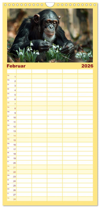 Schimpansen - Ein Jahr mit Menschenaffen. (CALVENDO Familienplaner 2026)