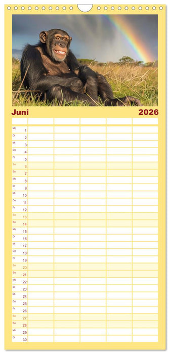 Schimpansen - Ein Jahr mit Menschenaffen. (CALVENDO Familienplaner 2026)