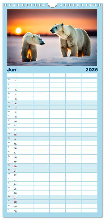 Eisbären im Fokus (CALVENDO Familienplaner 2026)