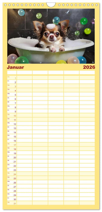 Chillige Chihuahuas - Entspannte Fellnasen genießen das Leben (CALVENDO Familienplaner 2026)