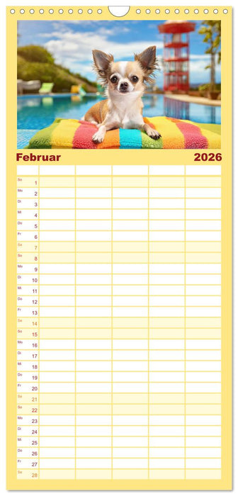 Chillige Chihuahuas - Entspannte Fellnasen genießen das Leben (CALVENDO Familienplaner 2026)