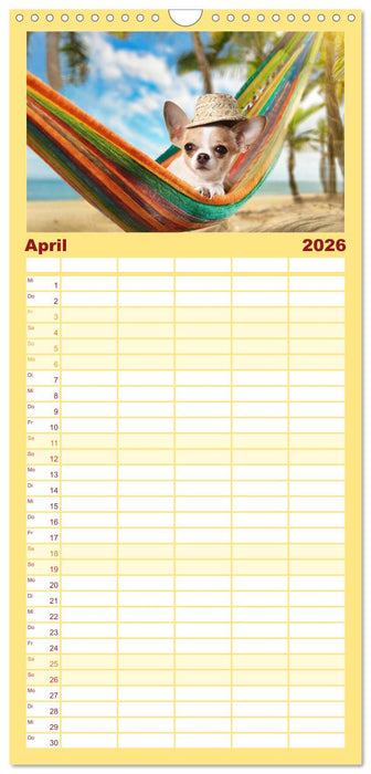 Chillige Chihuahuas - Entspannte Fellnasen genießen das Leben (CALVENDO Familienplaner 2026)