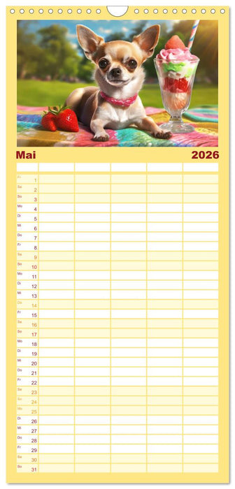 Chillige Chihuahuas - Entspannte Fellnasen genießen das Leben (CALVENDO Familienplaner 2026)