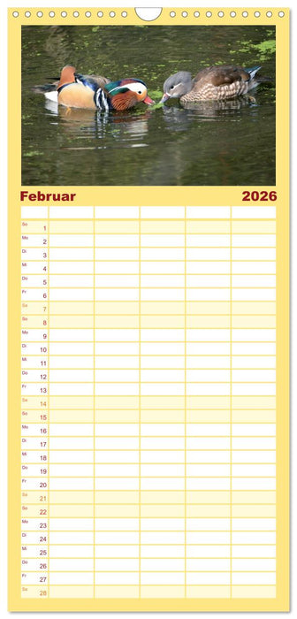 Mandarinenenten, die Liebe zur Natur (CALVENDO Familienplaner 2026)