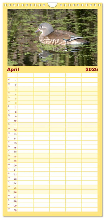 Mandarinenenten, die Liebe zur Natur (CALVENDO Familienplaner 2026)