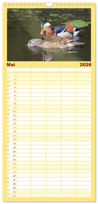 Mandarinenenten, die Liebe zur Natur (CALVENDO Familienplaner 2026)