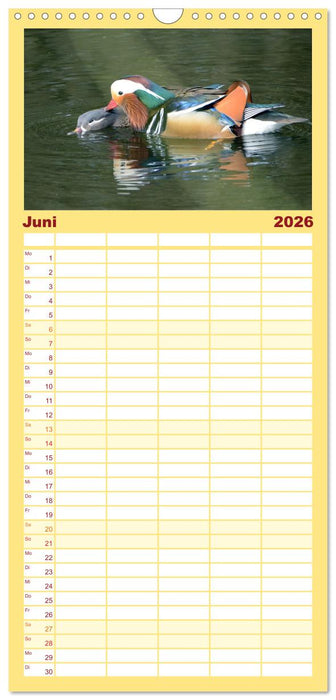Mandarinenenten, die Liebe zur Natur (CALVENDO Familienplaner 2026)