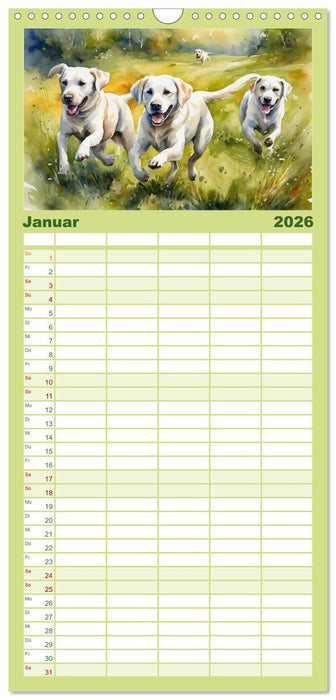 Voller Kraft und Energie - Labrador-Retriever (CALVENDO Familienplaner 2026)