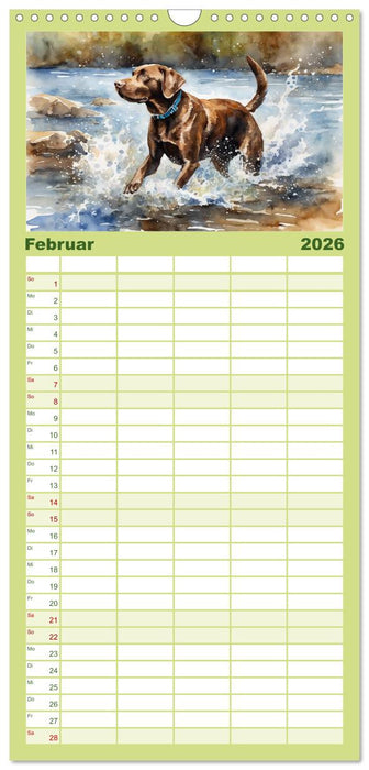 Voller Kraft und Energie - Labrador-Retriever (CALVENDO Familienplaner 2026)