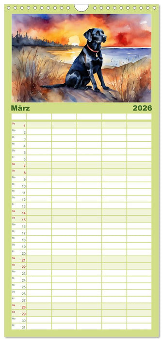 Voller Kraft und Energie - Labrador-Retriever (CALVENDO Familienplaner 2026)