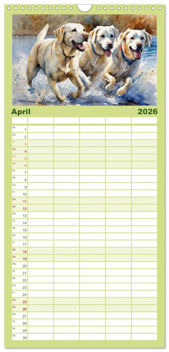 Voller Kraft und Energie - Labrador-Retriever (CALVENDO Familienplaner 2026)