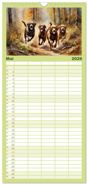 Voller Kraft und Energie - Labrador-Retriever (CALVENDO Familienplaner 2026)